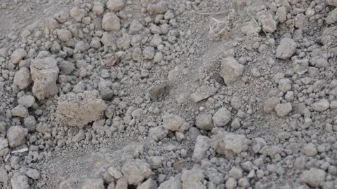 A young frog is hopping Stock Footage 304064529