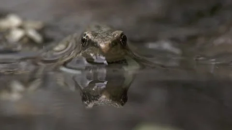 Young frog peeking halfway out of water at pond edge Stock Footage 327850104