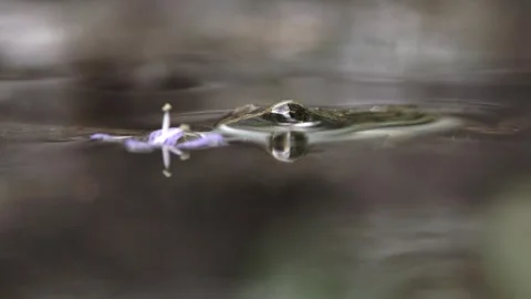 Young frog peeking halfway out of water at pond edge Stock Footage 327850128