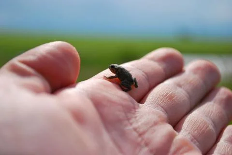 Young frog Stock Photos