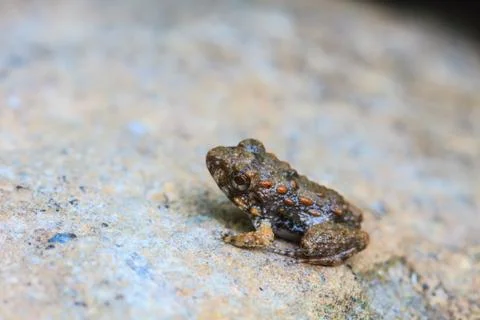 Young Frog Stock Photos