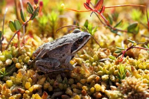 Young frog Foto stock