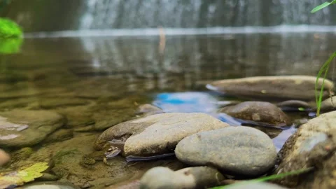Young Frog Resting on River Stones with Waterfall in Background Stock Footage 317560335