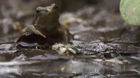 Young frog sitting in mud facing the camera Stock Footage 327850116