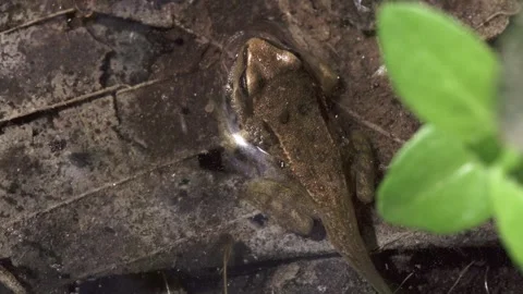 Young frog with tail in shallow water Stock Footage 327850081