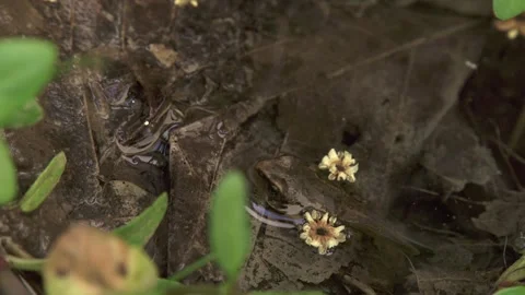 Young frog with tail in shallow water Stock Footage 327850090