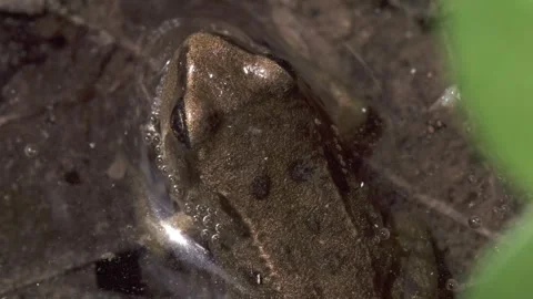 Young frog viewed from above showing camouflage in natural habitat Stock Footage 327850077
