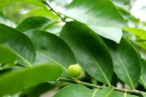 Young fruit of False lime on branch and dark green leaves. Stock Photos