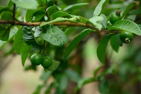 Young fruit of guava on tree close up Stock Photos