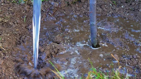 Young fruit tree being watered in Stock Footage 117125421