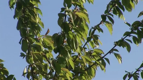 Young fruit tree - cherry Stock Footage