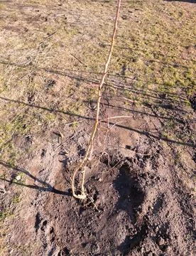 Young Fruit Tree Sapling Planted In Ground Stock Photos