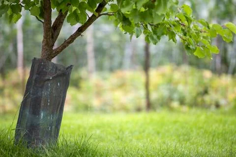 Young fruit tree sapling trunk with plastic protective hedge on bright sunny  Stock Photos