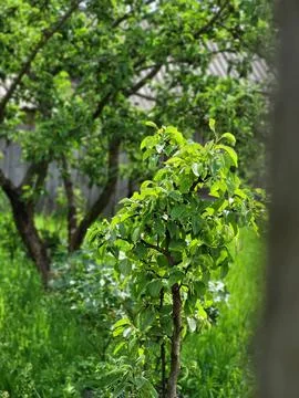 Young fruit tree sapling with vibrant green foliage Stock Photos