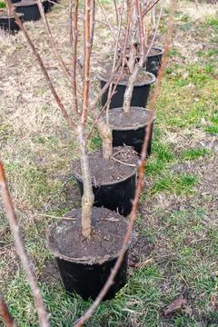 Young fruit tree seedlings in containers for sale and planting in a garden .. Stock Photos