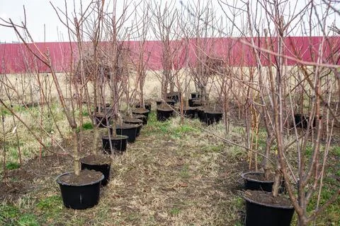 Young fruit tree seedlings in containers for sale and planting in a garden .. Stock Photos