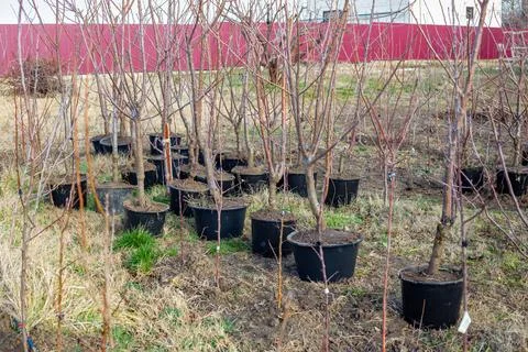 Young fruit tree seedlings in containers for sale and planting in a garden .. Stock Photos