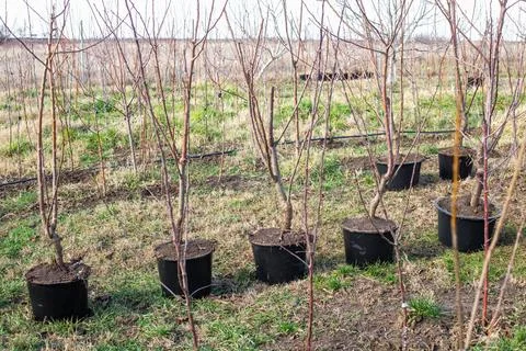 Young fruit tree seedlings in containers for sale and planting in a garden .. Stock Photos