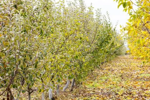 Young fruit trees in rows with whitewashed trunks Stock Photos