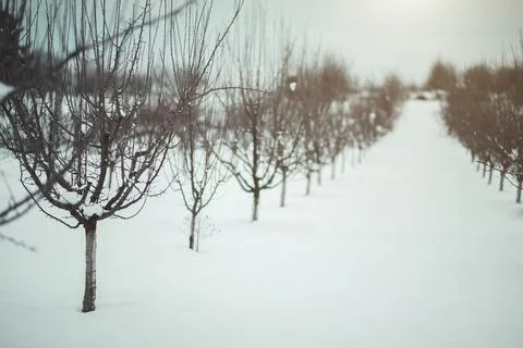 Young fruit trees in winter under snow Stock Photos