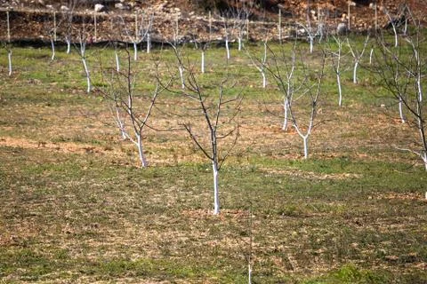Young fruit trees without leaves in the garden in early spring, Gardening sea Stock Photos