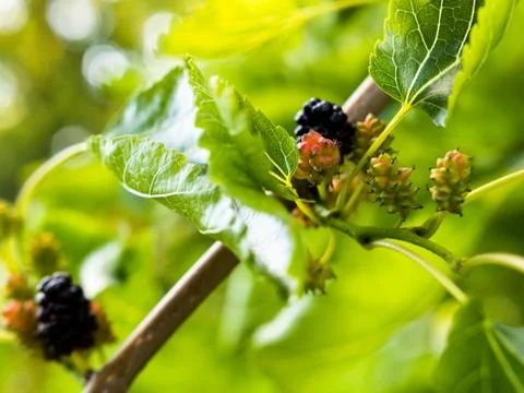 Young fruits of white mulberry (Morus alba) attached to the branches. Stock Photos