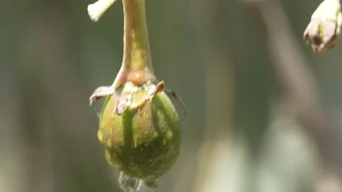 Young Fuerte avocado crop developing in Peruvian orchard 4K 動画素材 348117004