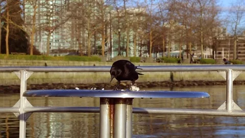 Young funny black bird eating water front Stock Footage 77238999