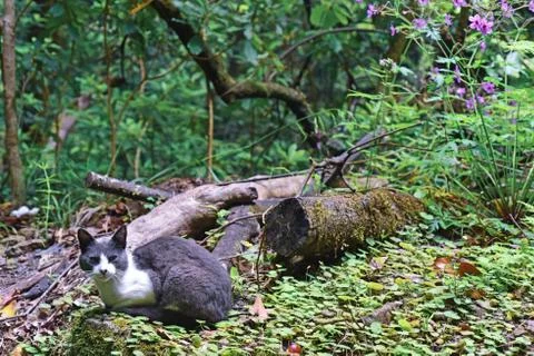 Young funny cat. Stock Photos