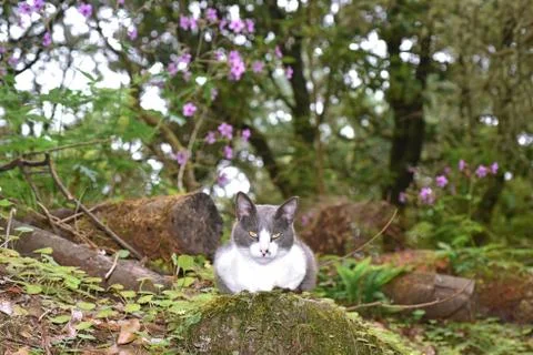 Young funny cat. Foto stock