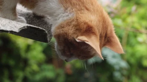 Young funny kitten knocks down a spider with its paw Vidéo 163571074