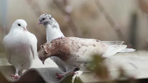 Young funny pigeon between two pigeons on the roof, close-up 库存影片 237036062