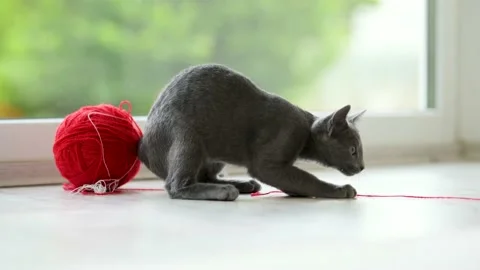 Young funny Russian Blue kitten playing with red yarn ball. Vidéo 226029652