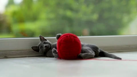 Young funny Russian Blue kitten playing with red yarn ball. Stockbeeldmateriaal 246241003