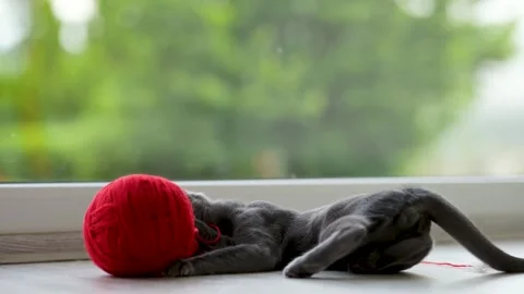 Young funny Russian Blue kitten playing with red yarn ball. Stockbeeldmateriaal 246719281