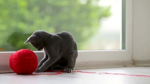 Young funny Russian Blue kitten playing with red yarn ball. 動画素材 247066503