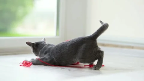 Young funny Russian Blue kitten playing with red yarn ball. Stock Footage 248487236