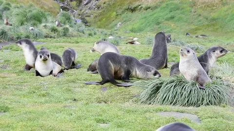 A young fur seals pups Stock Footage 62451770