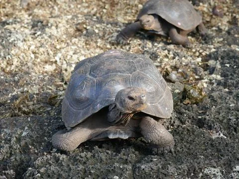 Young Galapagos tortoise facing camera Stock Photos