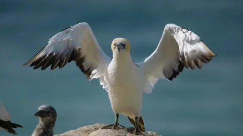 Young gannet stretches its wings at Point Danger Gannet colony. Stock Footage 87885140