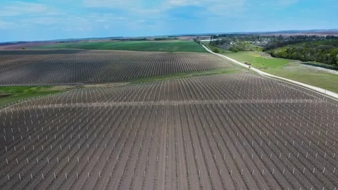 Young garden Stock Footage 87608709