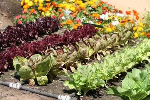 Young Garden Stock Photos
