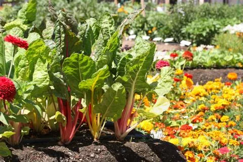 Young Garden Stock Photos