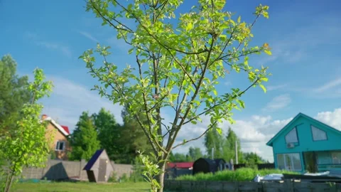 Young Garden Tree In Residential Backyard With Copy Space Stock Footage 337829674