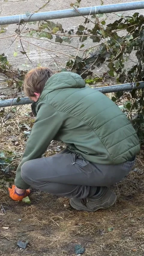 A young gardener crouches to clear dead vines from a metal fence, representing 스톡 동영상 346483314