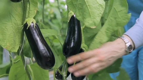 Young gardener cuts off eggplants growing in greenhouse indoors. Stock Footage 76922945