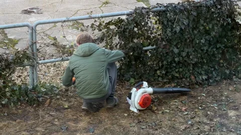 A young gardener pruning overgrown ivy on a metal fence in a garden, using a Stock Footage 346483294
