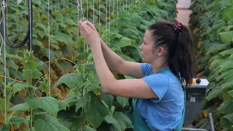 Young gardener ties up cucumbers standing in greenhouse indoors. Video stock 77692092