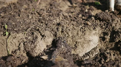 Young Gardener working in the garden with spade Stock Footage 44225689