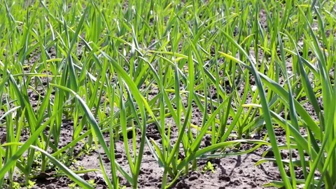 Young garlic on the bed Stock Footage 74722922